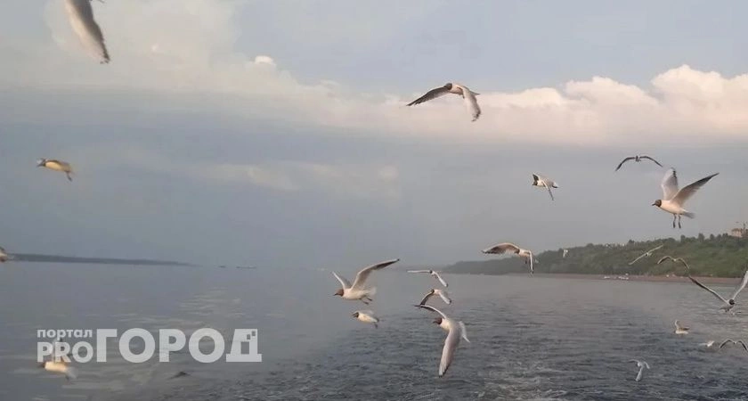 Фото к статье: Нижегородцам могут разрешить стрелять в чаек еще на 5 лет