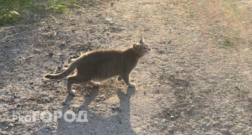 Нижегородский университет выяснил, какие кошки живут дольше всех