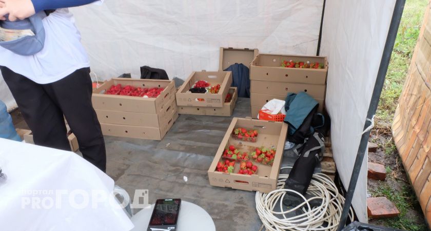 В этом году только для богачей: майские заморозки уничтожили весь урожай и взвинтили цены на ягоды