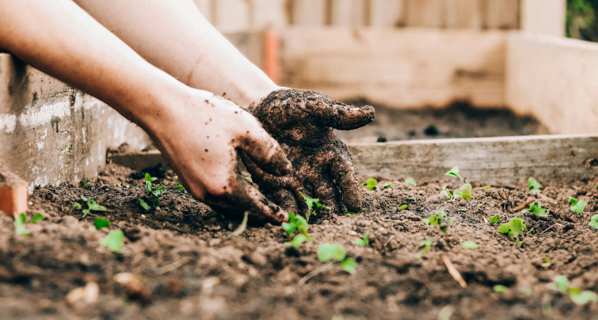 Зелень, которая спасет ваше здоровье: что сажать на даче по совету врача-диетолога