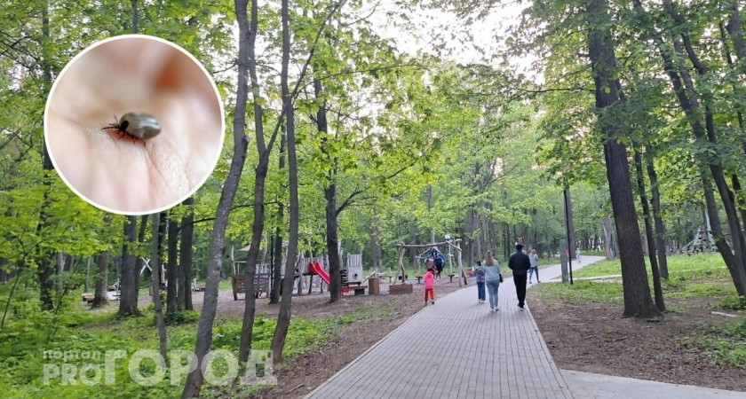 Фото к статье: Врач предупредил: "клещи-монстры" из Европы нагрянут в Россию