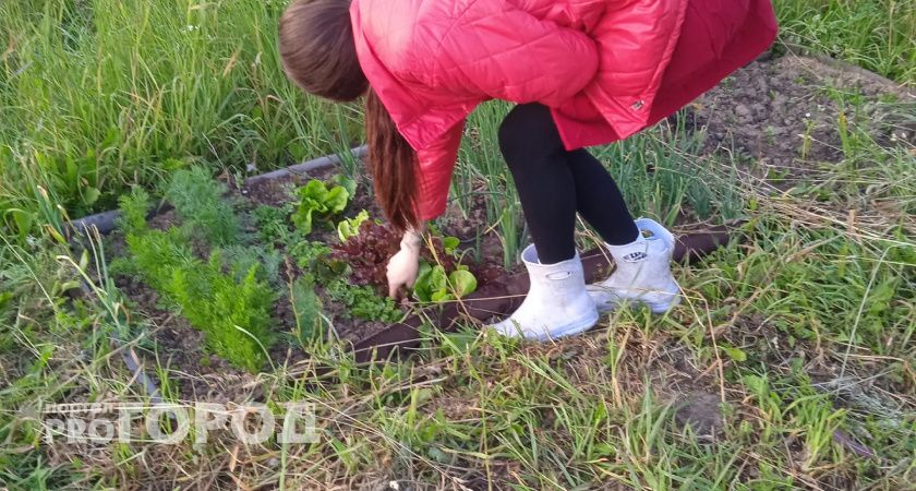 Не выбрасывайте этот сорняк: врач назвал растение из огорода, которое защищает от рака