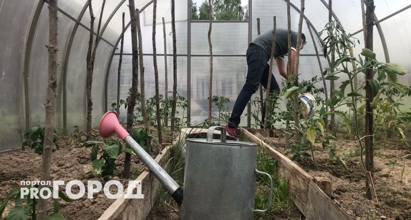 Копеечное средство, которым пользовались еще советские дачники спасет ваш урожай