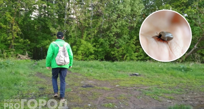 Клещи гибнут мгновенно: копеечное средство работает лучше магазинных спреев