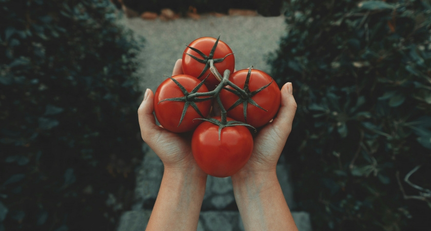 Эта секретная подкормка обеспечит рекордный урожай томатов