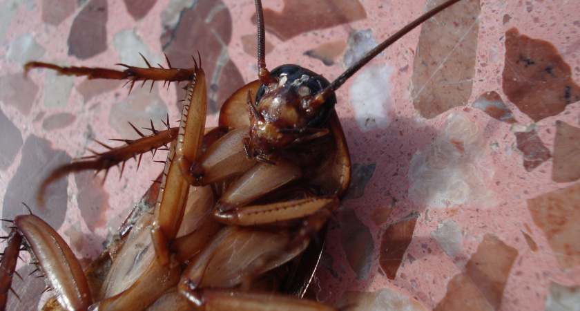 Тараканы навсегда забудут дорогу в ваш дом: секретный способ, который держат в тайне опытные хозяйки