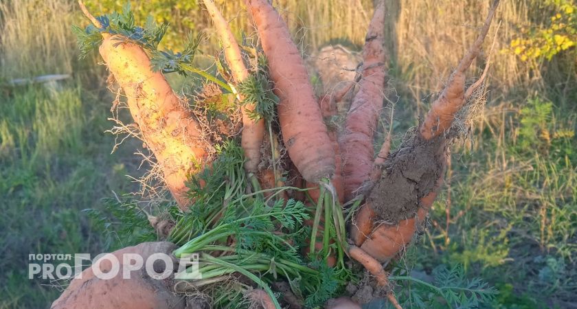 Морковь сразу ускорит рост: полейте грядку этим раствором и удивитесь рекордному урожаю 
