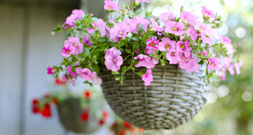 Как превратить петунию в цветочный шедевр: советы опытных садоводов
