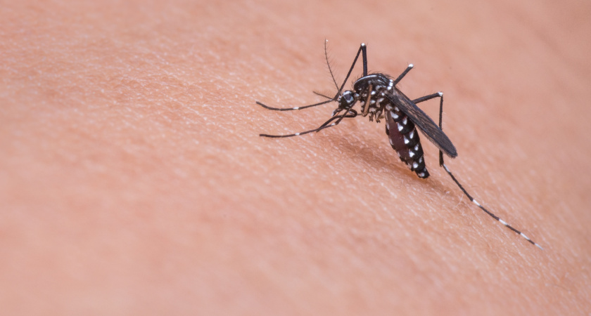 Жужжащая угроза: эксперт рассказал, можно ли умереть от множества укусов комаров