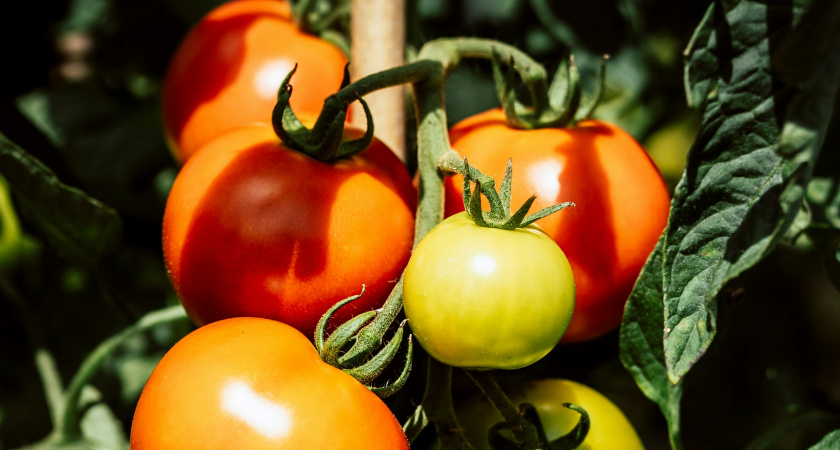 Помидоры пойдут как на дрожжах: эта подкормка заставит томаты плодоносить без остановки