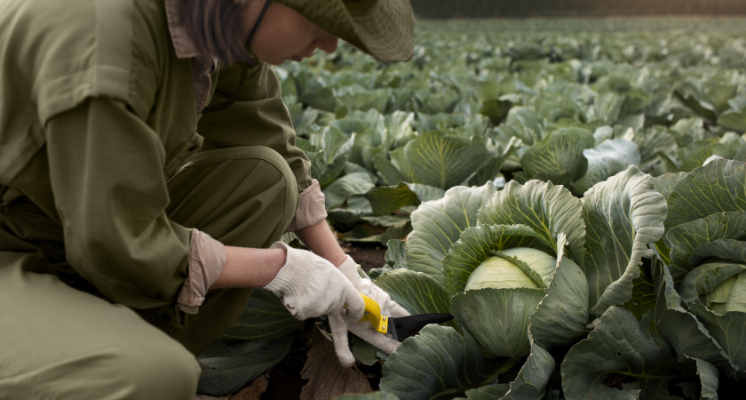 Гусеницы и букашки в панике разбегаются: огородники раскрыли действенное средство для защиты капусты