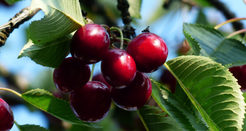 Сладкая бомба на прилавке: врачи рассказали о вреде популярной летней ягоды