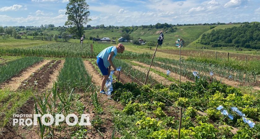 Это мощное снадобье отпугнет всех колорадских жуков надолго: настойка без всякой химии