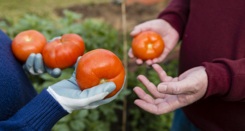 Утройте урожай томатов: как правильно обрезать помидоры в июле для рекордного урожая 