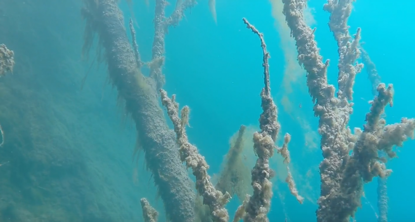 Нижегородский дайвер показал подводный мир никогда не замерзающего озера Ключик 