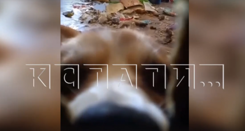 Собака, просидевшая несколько дней одна в квартире в Дзержинске, прогрызла дырку в стене