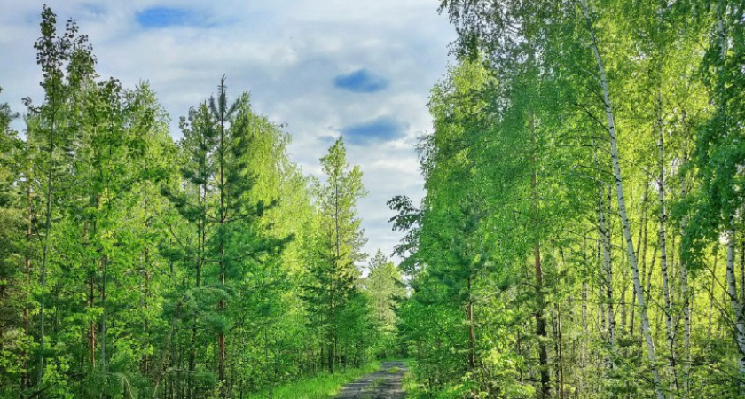 В Нижегородской области проведут компенсационное лесовосстановление на площади 700 га