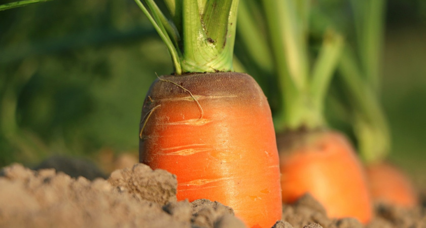 Морковь сразу пойдёт в рост: удобряйте грядку этим раствором в июле, соберите рекордный урожай