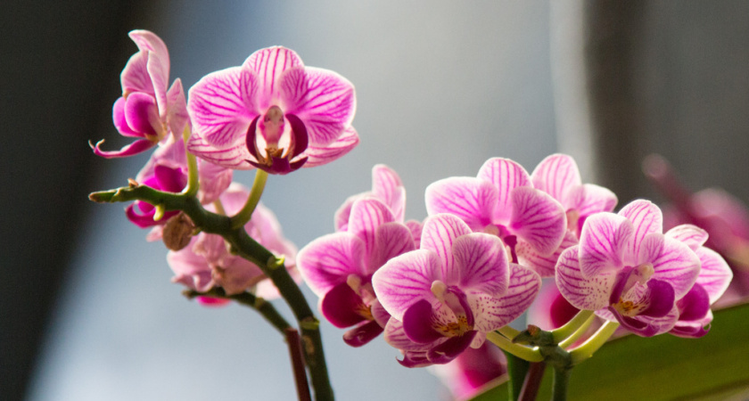 Окунаю горшок в этот раствор, и орхидея цветет круглый год: секрет беспрерывного цветения