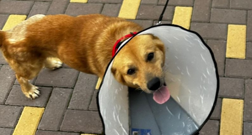 От обочины до будки с теплым полом: нижегородский врач спас умирающего пса 