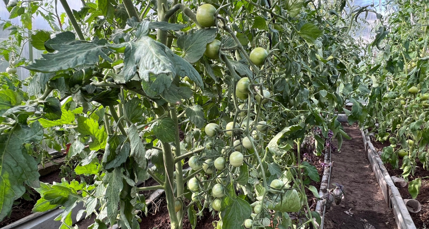 Соседи обзавидуются: воткните в помидоры зубочистку в августе - урожай поразит воображение