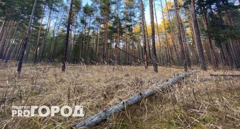 Предпринимателя из Уренского района оштрафовали на два миллиона за незаконную вырубку деревьев