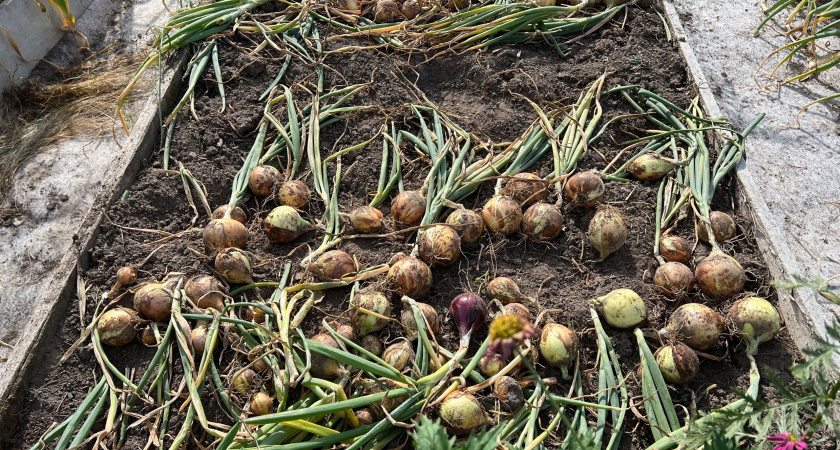 Не навоз и не компост: после выкопки лука и чеснока внесите в почву это, урожай увеличится в 2 раза
