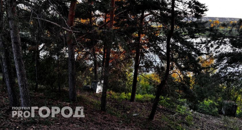 Бастрыкин заинтересовался гибелью деревьев в Городецком районе