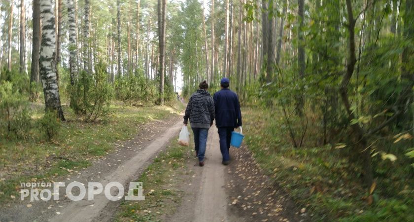 Власти назвали смертельно опасное место для грибников под Нижним Новгородом