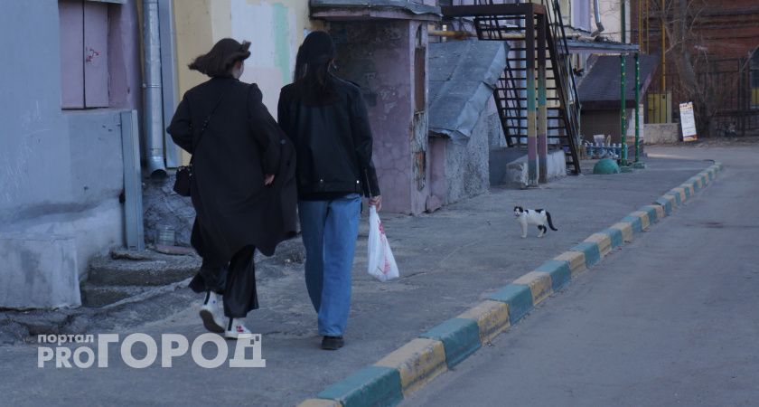 Нижегородцы оказались одними из главных любителей кошек в России