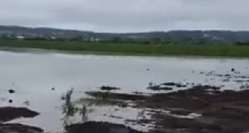 В Нижегородской области из-за дождей пропадает урожай