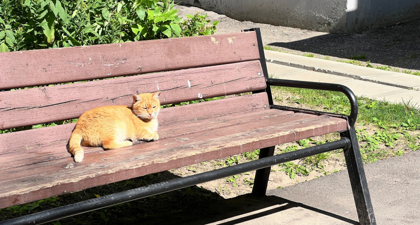 Кошки, которых запрещено держать в квартире: опасные, когтистые и вне закона