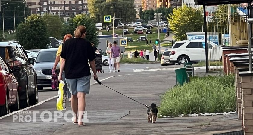 В Балахне собака осталась без корма из-за мошенников