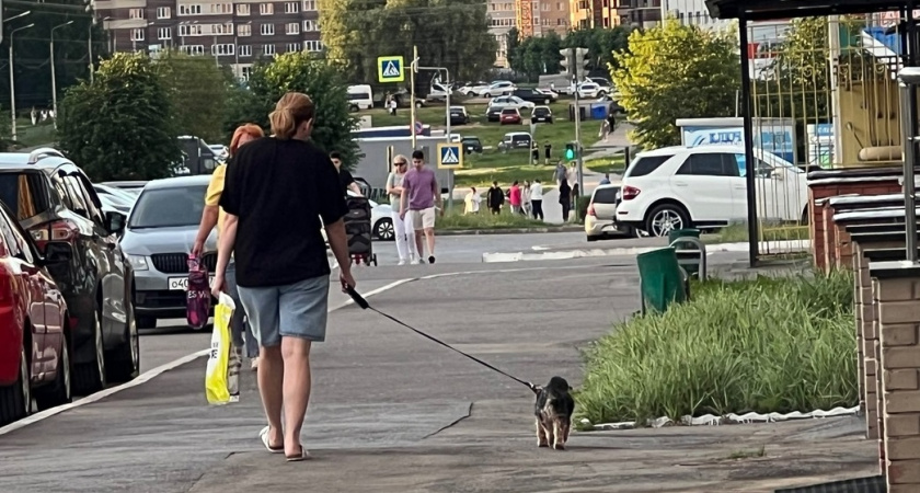 Главные новости за 15 сентября Нижний Новгород Балахна собака без корма мошенники и другие