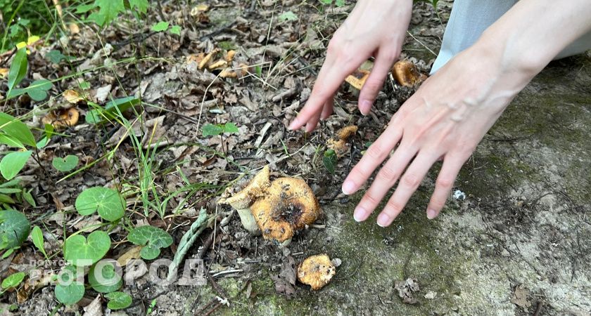 В нижегородских лесах начали следить за грибниками и сборщиками ягод