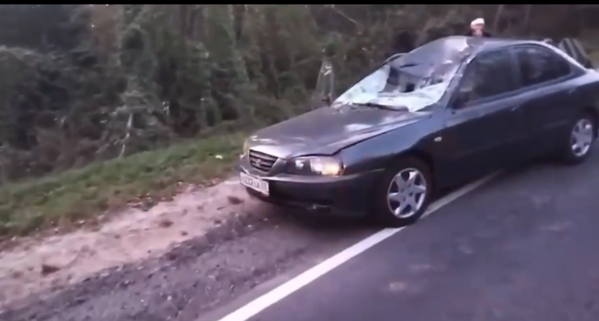 ДТП с лосем произошло в Чкаловском районе: пострадали два человека