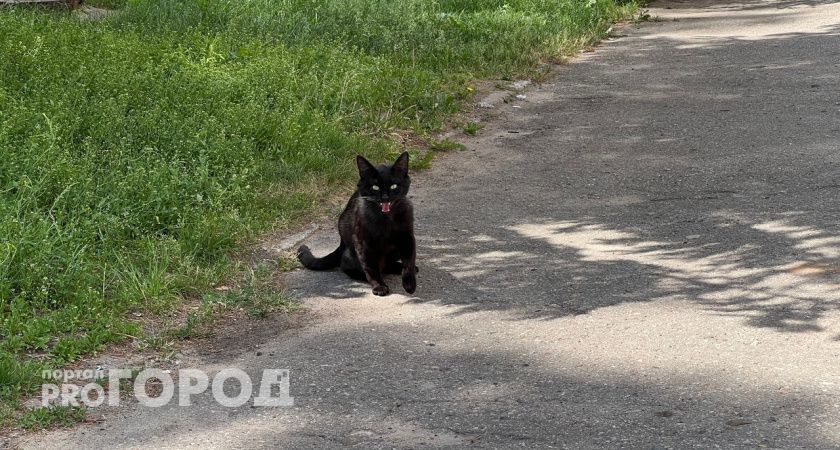 Бешенство у кошки выявлено в Чкаловском районе 