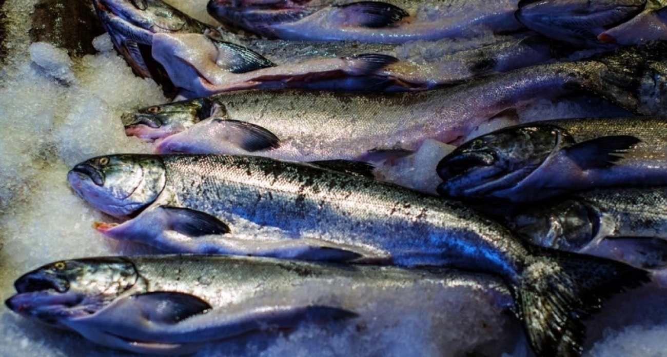 Ешьте дважды в неделю: названа самая питательная рыба - изобилует селеном, фосфором и великолепна на вкус