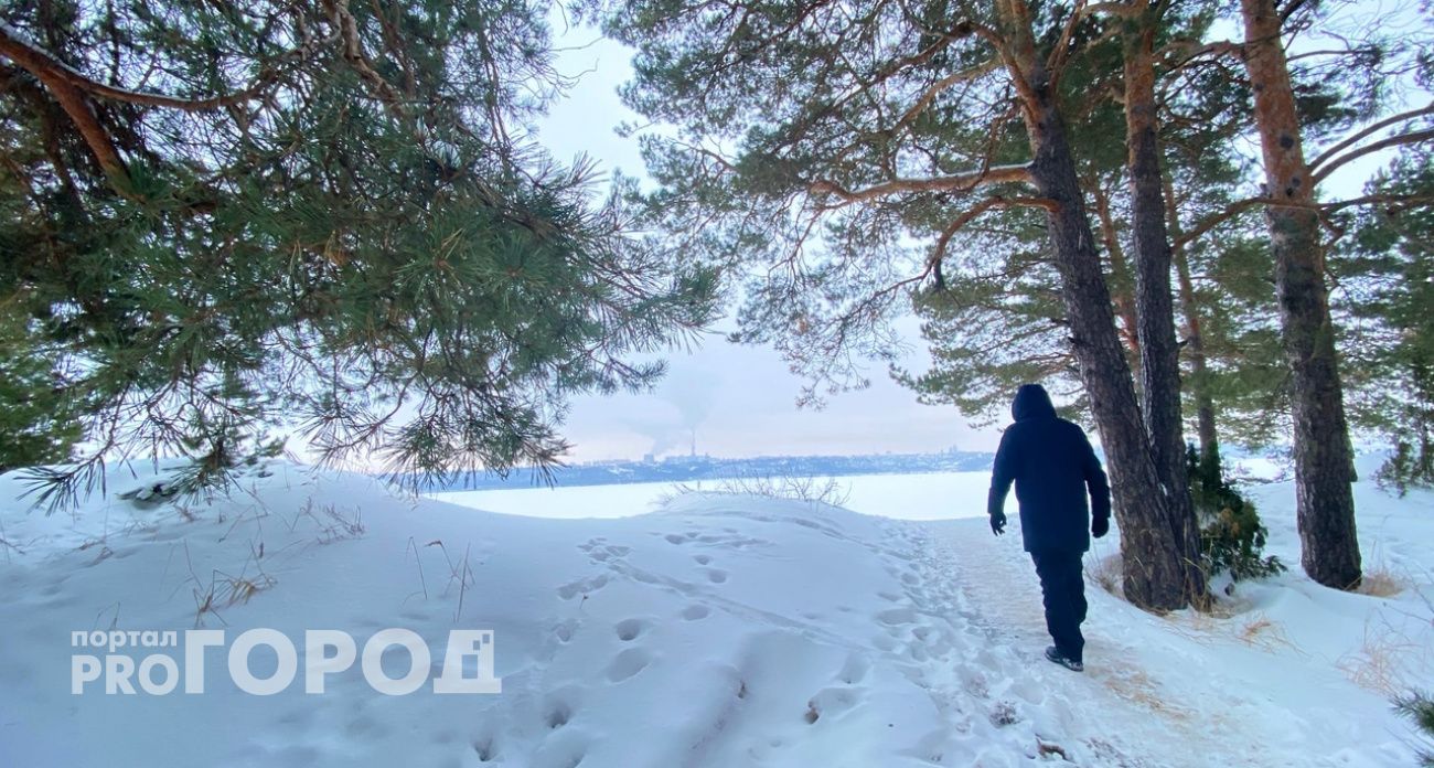 В Минлесхозе рассказали, за сколько можно купить живую елку в нижегородских лесничествах 