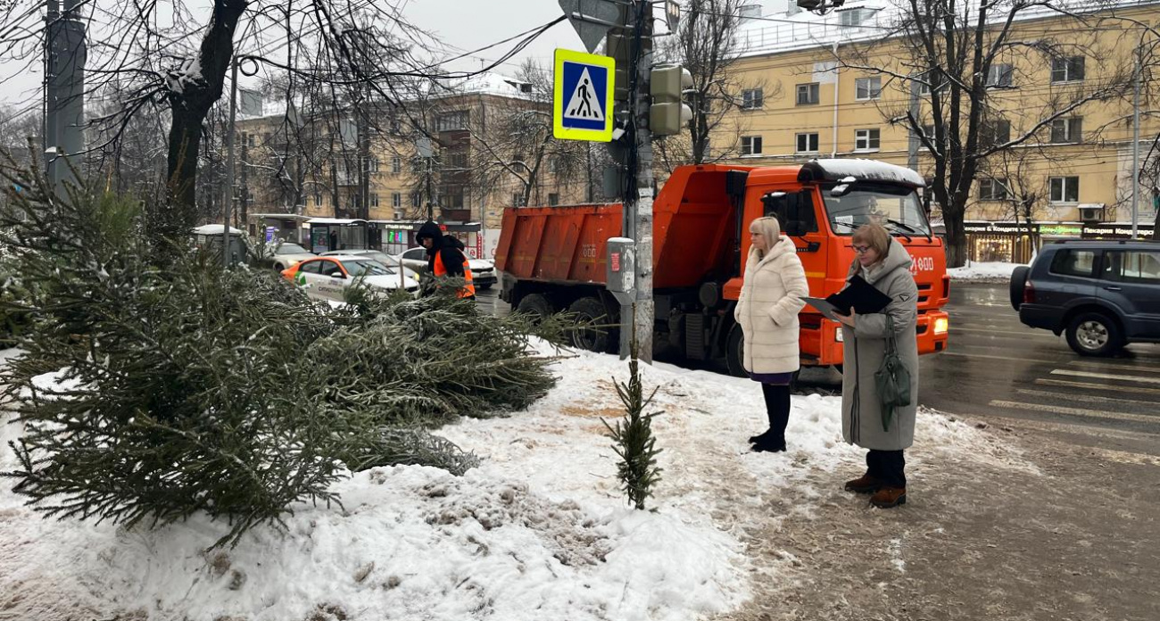 В Нижнем Новгороде нашли более 200 незаконных елок
