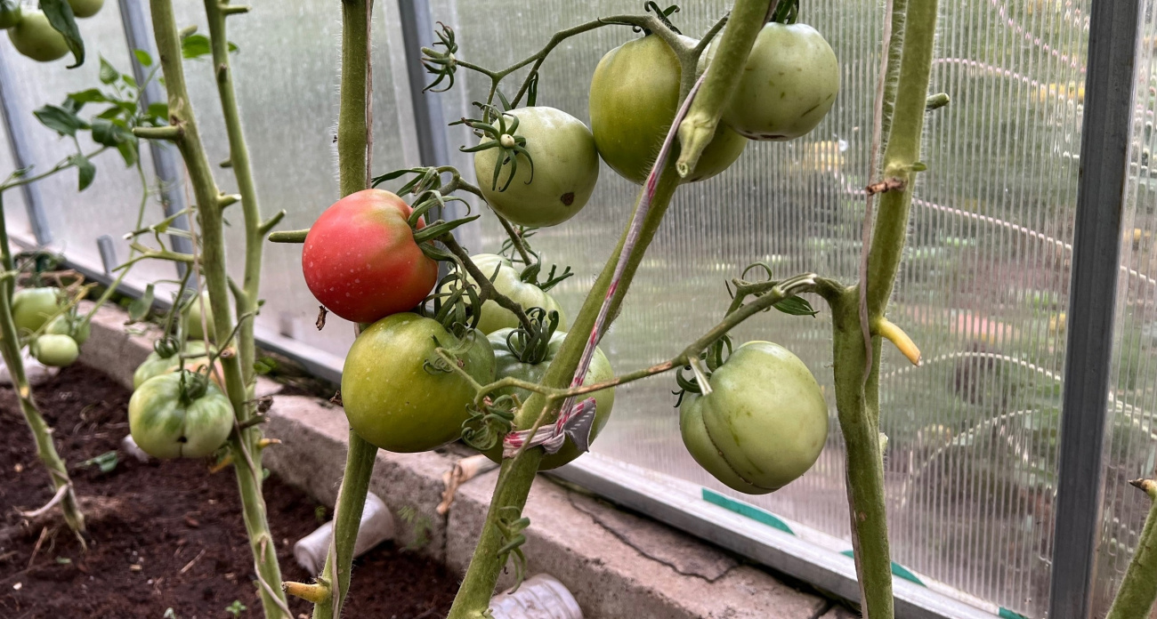 Чемпион среди томатов: дает урожай ведрами без остановки, нежная кожица и дивный вкус — мечта огородника