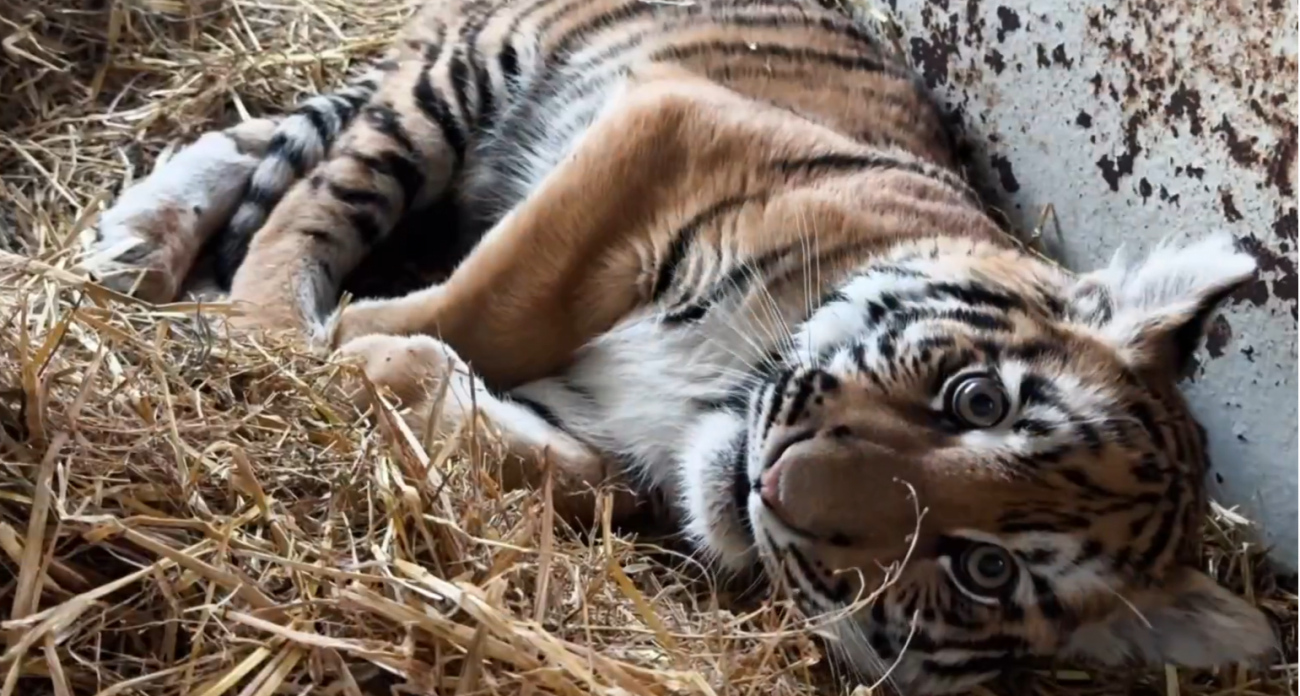Тигренка из Нижнего Новгорода с переломанными костями отправили в Ленинградскую область для лечения