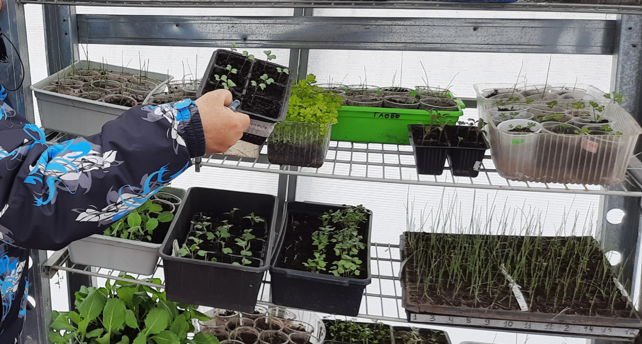 Секрет опытных дачников: замачиваем семена в этом копеечном растворе перед посевом — и радуемся мощной рассаде