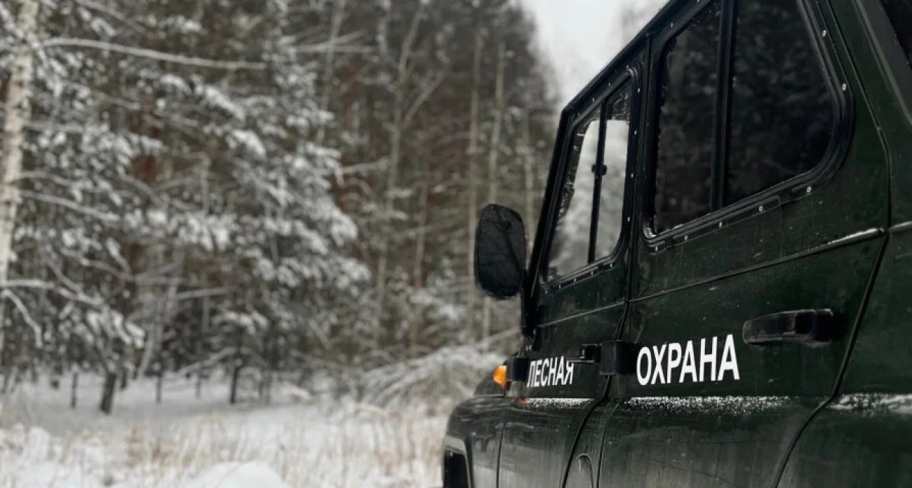 Пять случаев незаконной вырубки леса выявили с начала года в Нижегородской области 