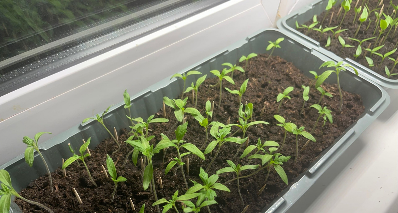 Время на исходе: вот что сажаем до конца февраля для богатого урожая летом - секреты дачников