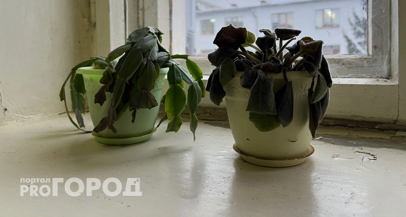 Фото к статье: Житель Выксы получил цветочным горшком по голове, поругавшись с коллегами на работе