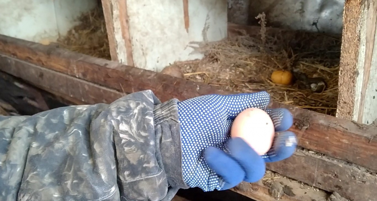 Физики изобрели идеальный способ варки яиц — будут вкуснее и полезнее