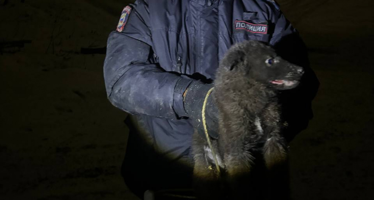 В Нижнем Новгороде спасли щенка, застрявшего между стенами гаражей