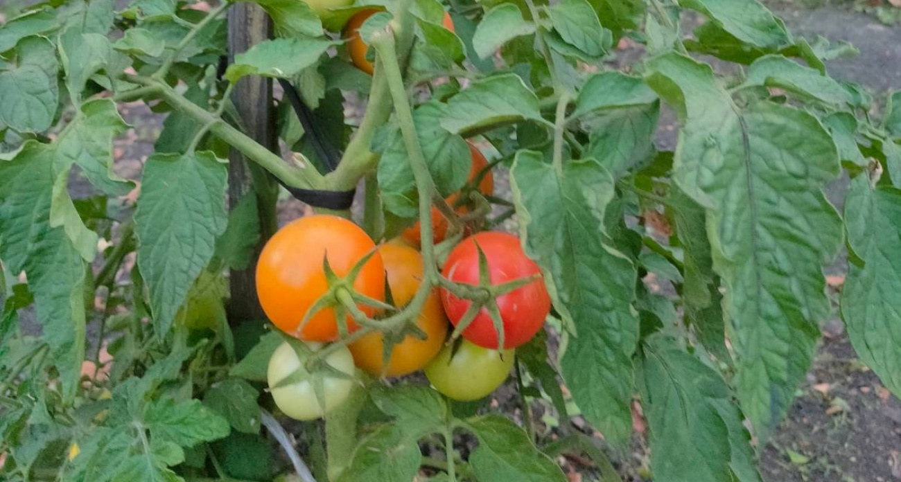 Удвоил урожай томатов по хитрой «схеме фермера» — высаживаю по 2 куста рассады в лунку и получаю «помидорный взрыв»