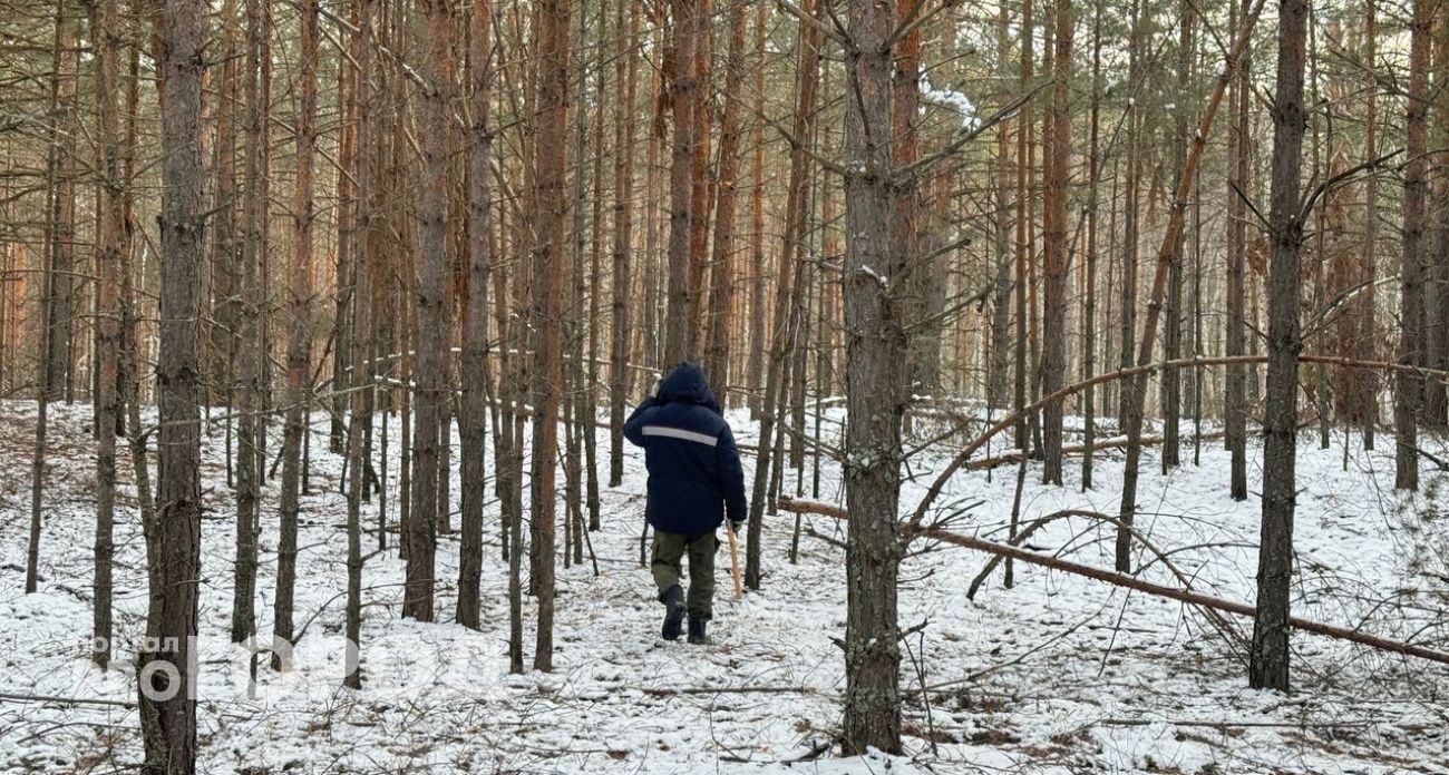 Полицейские задержали жителя Кстовского района, который незаконно спилил более 100 деревьев